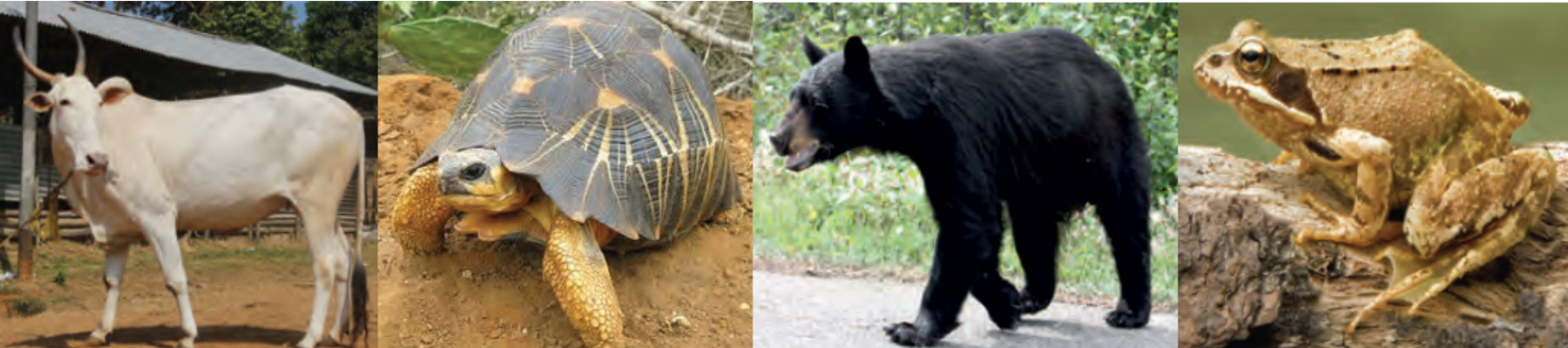 Diversity in Living Things and their Classification