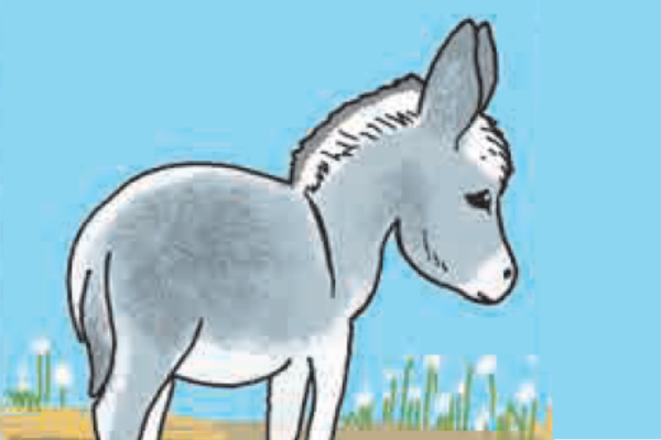 The Donkey