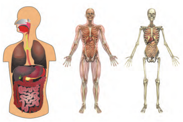Our Skeletal System and the Skin