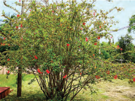 Diversity in Living Things and their Classification